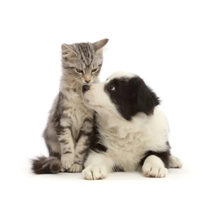 Framed Print : Silver tabby kitten, Freya, 3 months, nose-to-nose with black-and-white Border Collie puppy