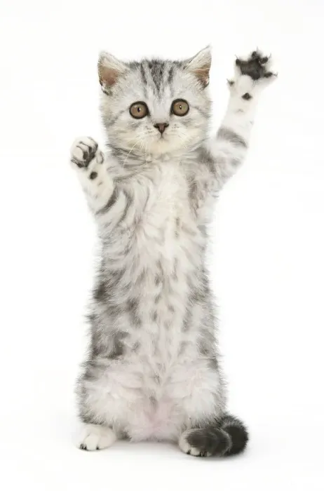 Framed Print : Silver tabby kitten with paws raised Framed Print : Silver tabby kitten with paws raised