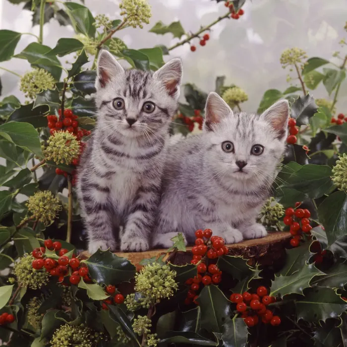 Framed Print : Silver tabby kittens among holly berries and ivy flowers Framed Print : Silver tabby kittens among holly berries and ivy flowers
