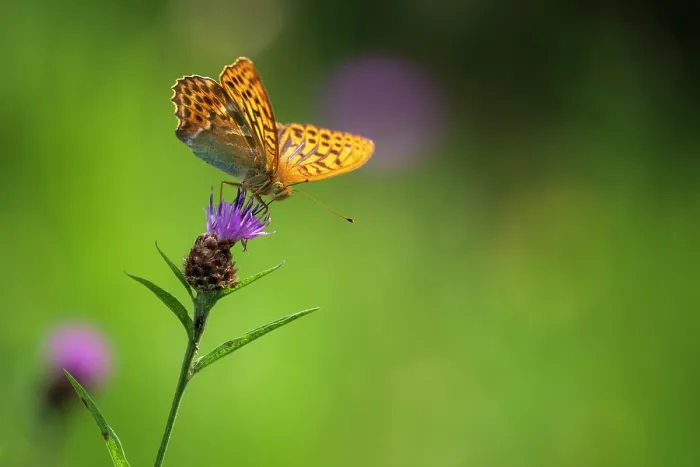 Framed Print : Silver-washed fritillary (Argynnis paphia) butterfly nectaring on Knapweed (Centaurea nigra), Meeth Quarry, Devon, England, UK. July Framed Print : Silver-washed fritillary (Argynnis paphia) butterfly nectaring on Knapweed (Centaurea nigra), Meeth Quarry, Devon, England, UK. July