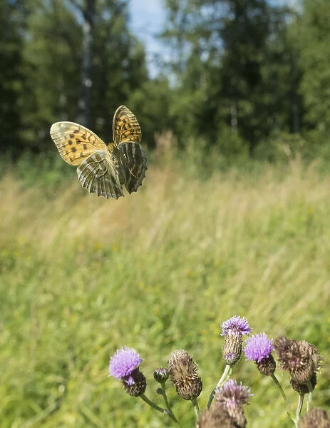Silver washed fritillary butterfly (Argynnis paphia) female in flight with thistles