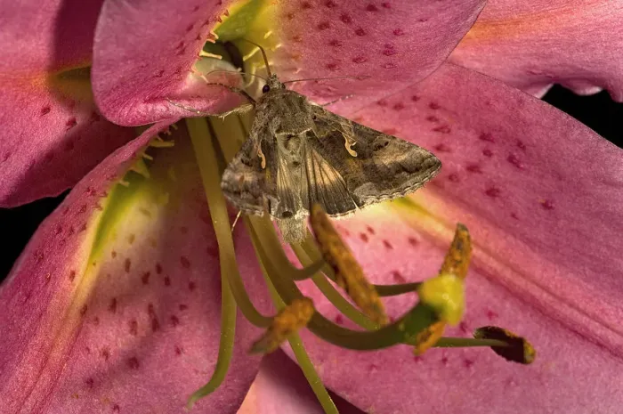 Framed Print : Silver Y moth (Autographa gamma) nectaring on Lily (Lilium Stargazer ). Surrey Framed Print : Silver Y moth (Autographa gamma) nectaring on Lily (Lilium Stargazer ). Surrey