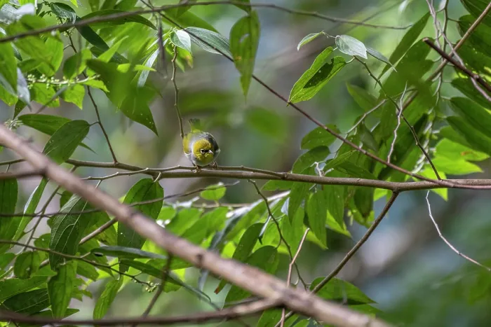 Framed Print : Silvereye (Zosterops lateralis) perched on branch in the Colo-i-Suva Rainforest Park, a protected area near the capital city of Suva, Viti Levu, Fiji Framed Print : Silvereye (Zosterops lateralis) perched on branch in the Colo-i-Suva Rainforest Park, a protected area near the capital city of Suva, Viti Levu, Fiji