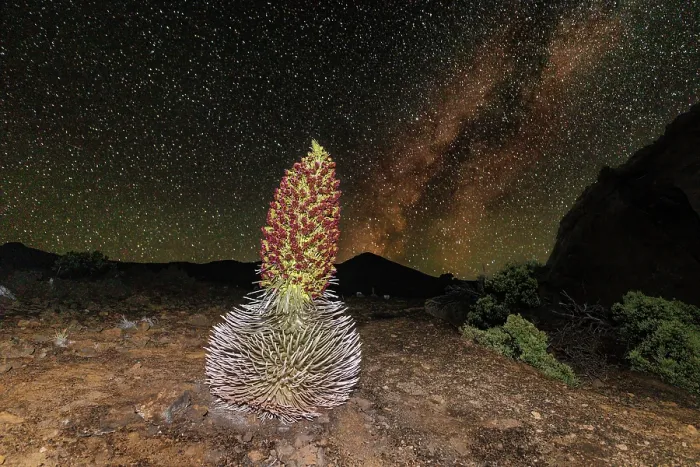 Framed Print : Silversword plant (Argyroxiphium sandwicense macrocephalum) in flower at night, crater of Haleakala, Haleakala National Park, Hawaii. Endangered Framed Print : Silversword plant (Argyroxiphium sandwicense macrocephalum) in flower at night, crater of Haleakala, Haleakala National Park, Hawaii. Endangered