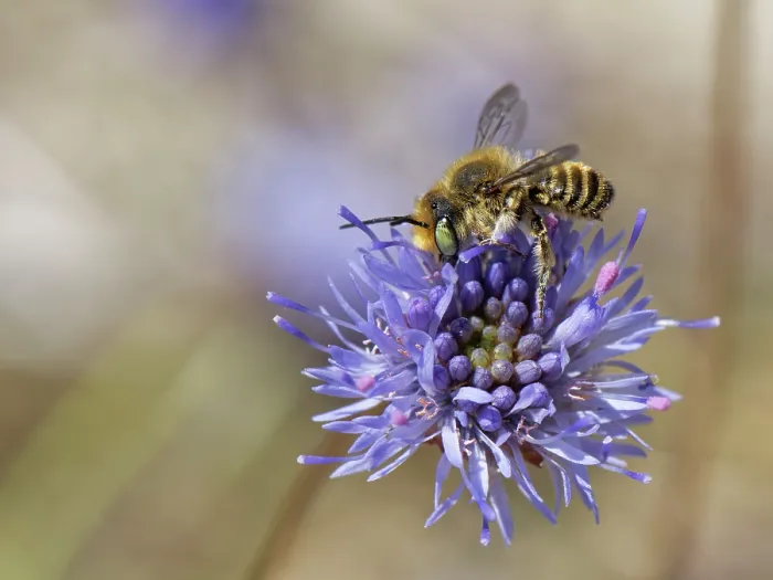 Framed Print : Silvery leafcutter bee (Megachile leachella) female, gathering pollen from a Sheep's-bit scabious flower (Jasione montana) on coastal dunes, Dorset, England, UK. June Framed Print : Silvery leafcutter bee (Megachile leachella) female, gathering pollen from a Sheep's-bit scabious flower (Jasione montana) on coastal dunes, Dorset, England, UK. June