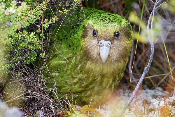 Sinbad the male Kakapo (Strigops habroptilus) curiously peering from the
