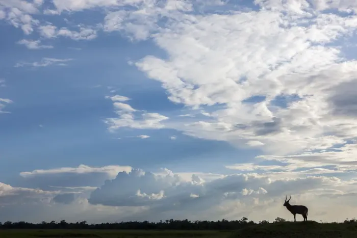 Framed Print : Single Male waterbuck (Kobus ellipsiprymnus) in distance silhouetted against big sky and clouds Framed Print : Single Male waterbuck (Kobus ellipsiprymnus) in distance silhouetted against big sky and clouds