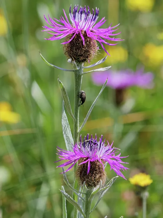 Framed Print : Singleflower knapweed (Centaurea uniflora) in flower, Hautes-Alpes, France. July