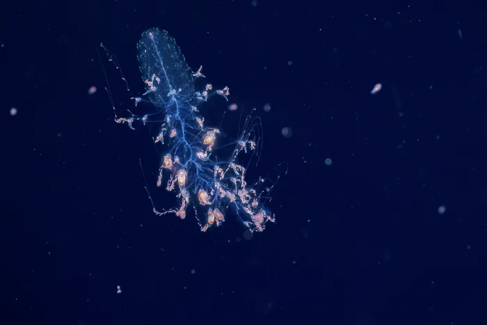 Framed Print : Siphonophore (Forskalia formosa) capturing crustacean prey in its venomous tentacles, Yap, Federated States of Micronesia, Pacific Ocean Framed Print : Siphonophore (Forskalia formosa) capturing crustacean prey in its venomous tentacles, Yap, Federated States of Micronesia, Pacific Ocean