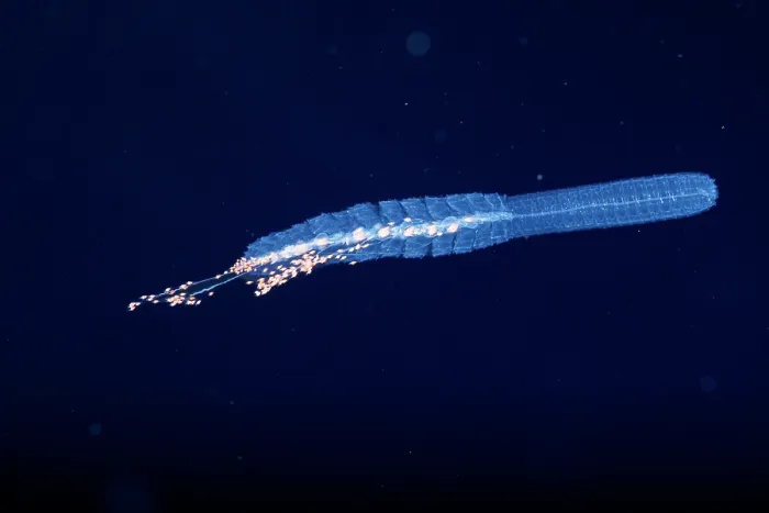 Framed Print : Siphonophore (Forskalia formosa) floating in open ocean at night, Yap, Federated States of Micronesia, Pacific Ocean Framed Print : Siphonophore (Forskalia formosa) floating in open ocean at night, Yap, Federated States of Micronesia, Pacific Ocean