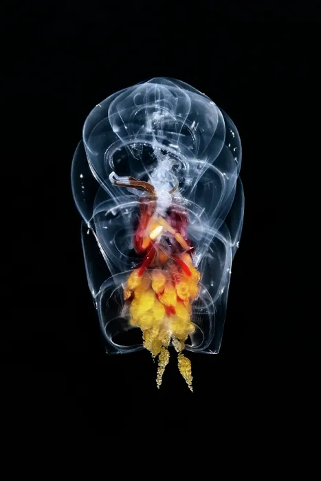 Framed Print : Siphonophore (Hippopodius hippopus) portrait, Shizuoka Prefecture, Japan, Pacific Ocean Framed Print : Siphonophore (Hippopodius hippopus) portrait, Shizuoka Prefecture, Japan, Pacific Ocean
