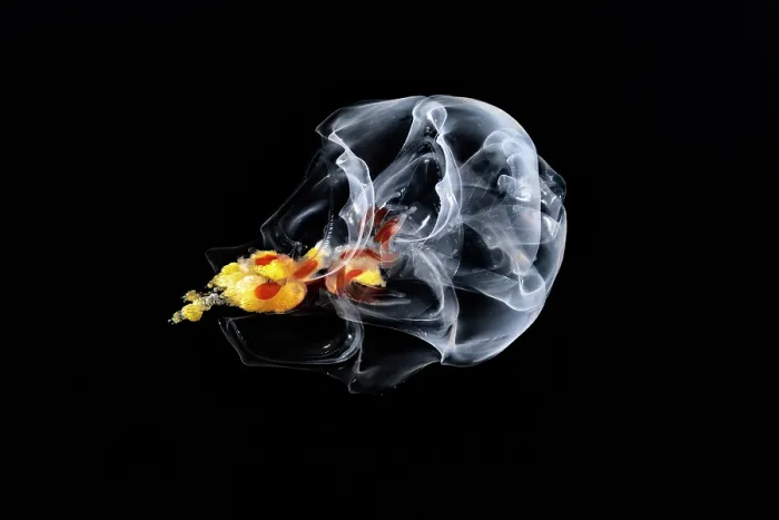 Framed Print : Siphonophore (Hippopodius hippopus) portrait, Shizuoka Prefecture, Japan, Pacific Ocean Framed Print : Siphonophore (Hippopodius hippopus) portrait, Shizuoka Prefecture, Japan, Pacific Ocean