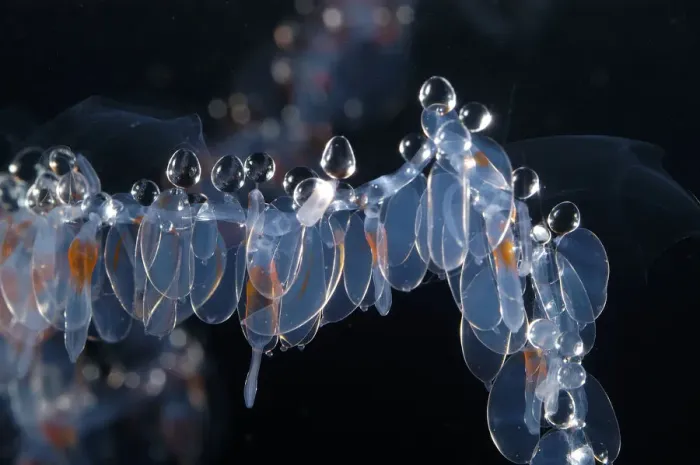 Framed Print : Siphonophore (Nanomia sp) close up of nectophores, and palpons. Gulf of Maine, Atlantic Ocean Framed Print : Siphonophore (Nanomia sp) close up of nectophores, and palpons. Gulf of Maine, Atlantic Ocean