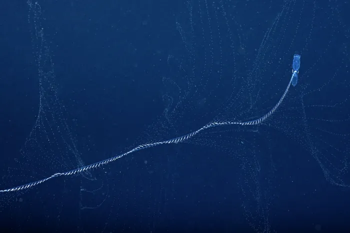Framed Print : Siphonophore (Praya dubia) feeding in open sea at night, Yap, Federated States of Micronesia, Pacific Ocean