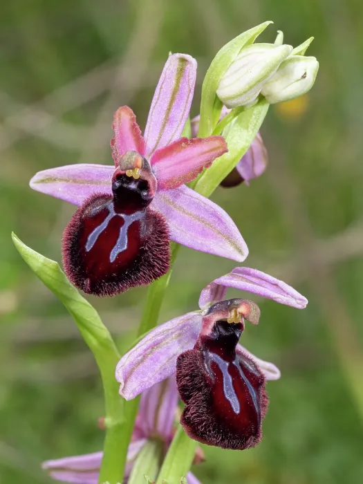Framed Print : Siponto ophrys (Ophrys sipontensis) in flower, nr. Monte St Angelo, Gargano, Puglia, Italy. April Framed Print : Siponto ophrys (Ophrys sipontensis) in flower, nr. Monte St Angelo, Gargano, Puglia, Italy. April