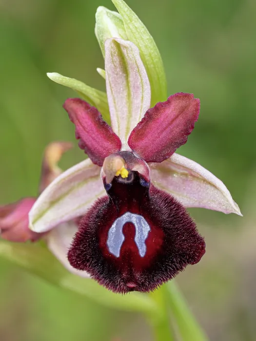 Framed Print : Siponto ophrys (Ophrys sipontensis) in flower, nr. Monte St Angelo, Gargano, Puglia, Italy. April Framed Print : Siponto ophrys (Ophrys sipontensis) in flower, nr. Monte St Angelo, Gargano, Puglia, Italy. April