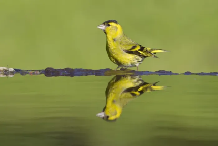 Framed Print : Siskin (Carduelis spinus) male at garden pool, Scotland, UK, May Framed Print : Siskin (Carduelis spinus) male at garden pool, Scotland, UK, May