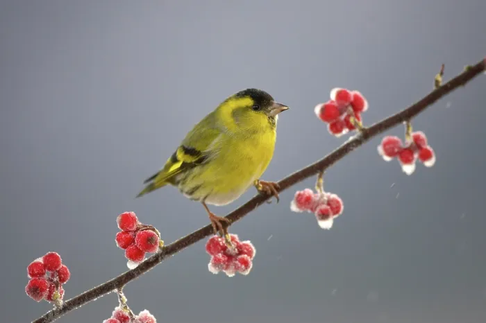 Framed Print : Siskin (Carduelis spinus) male perched on frosted Cotoneaster branch, Scotland, UK Framed Print : Siskin (Carduelis spinus) male perched on frosted Cotoneaster branch, Scotland, UK