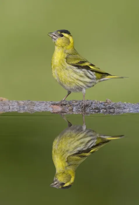 Framed Print : Siskin (Carduelis spinus) male reflected in garden pool. Scotland, May Framed Print : Siskin (Carduelis spinus) male reflected in garden pool. Scotland, May