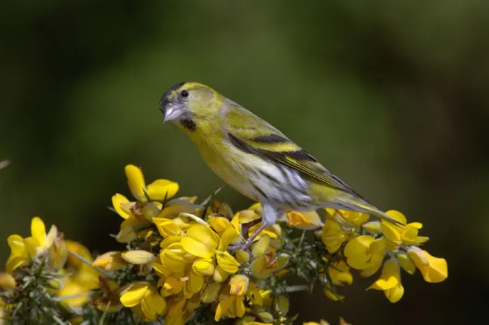 Framed Print : Siskin (Carduelis spinus) perched on a gorse bush, Northumberland, UK Framed Print : Siskin (Carduelis spinus) perched on a gorse bush, Northumberland, UK
