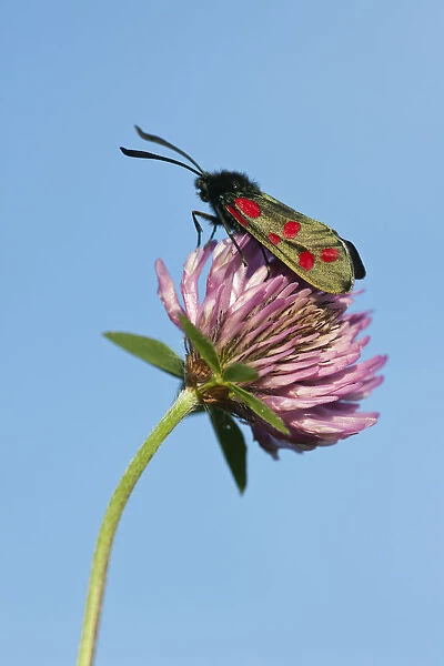 Six-spot burnet moth (Zygaena filipendulae) resting on Red Clover (Trifolium pratense)