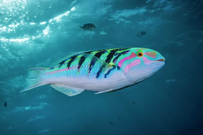 Framed Print : Sixbar wrasse (Thalassoma hardwicke) portrait, Guam, Micronesia, Pacific Ocean Framed Print : Sixbar wrasse (Thalassoma hardwicke) portrait, Guam, Micronesia, Pacific Ocean