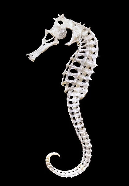 Skeleton of a seahorse (Hippocampus sp. ) showing the remarkable structure of bones