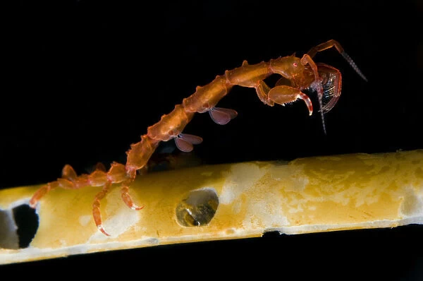 Skeleton shrimp (Caprellidea sp) on a hydroid, Saltstraumen, Bod, Norway, October 2008
