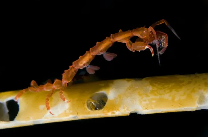 Framed Print : Skeleton shrimp (Caprellidea sp) on a hydroid, Saltstraumen, Bod, Norway, October 2008 Framed Print : Skeleton shrimp (Caprellidea sp) on a hydroid, Saltstraumen, Bod, Norway, October 2008
