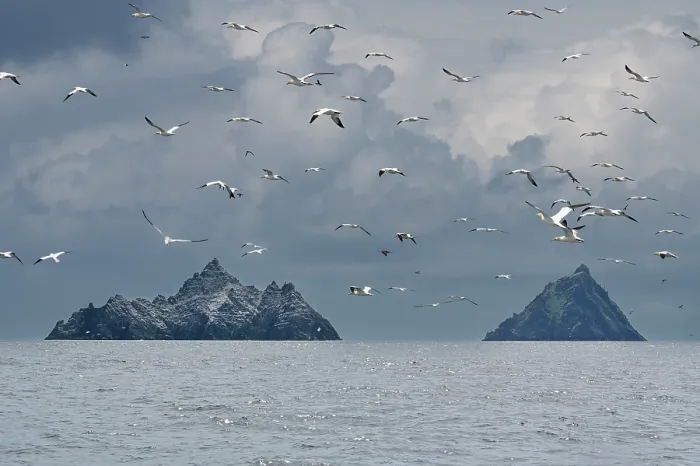Framed Print : Skellig Islands with flock of seabirds in flight, County Kerry, Republic of Ireland. June, 2022 Framed Print : Skellig Islands with flock of seabirds in flight, County Kerry, Republic of Ireland. June, 2022