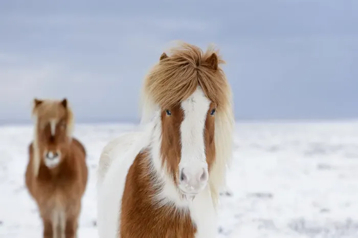 Framed Print : Skewbald and chestnut Icelandic horses in the snow, Snaefellsnes Peninsula, Iceland Framed Print : Skewbald and chestnut Icelandic horses in the snow, Snaefellsnes Peninsula, Iceland
