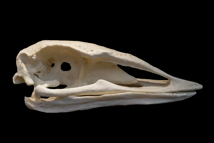 Framed Print : Skull of elephant bird, extinct flightless bird belonging to the order Aepyornithiformes that were native to the island of Madagascar Framed Print : Skull of elephant bird, extinct flightless bird belonging to the order Aepyornithiformes that were native to the island of Madagascar