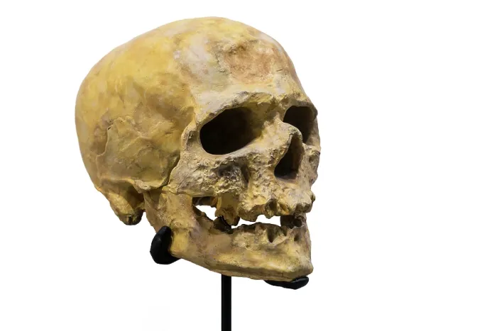 Framed Print : Skull replica of Cro-Magnon, first early modern human to settle in Europe about 45, 000 years ago Framed Print : Skull replica of Cro-Magnon, first early modern human to settle in Europe about 45, 000 years ago