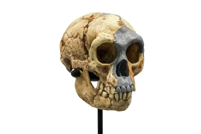 Framed Print : Skull replica of Homo floresiensis, known as Flores Man from Liang Bua cave, archaic human that lived from 95, 000 till 50, 000 years ago in Indonesia Framed Print : Skull replica of Homo floresiensis, known as Flores Man from Liang Bua cave, archaic human that lived from 95, 000 till 50, 000 years ago in Indonesia