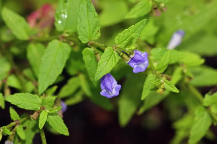 Framed Print : Skullcap (Scutellaria galericulata) in flower, Basingstoke Canal, Surrey, England, UK. August Framed Print : Skullcap (Scutellaria galericulata) in flower, Basingstoke Canal, Surrey, England, UK. August