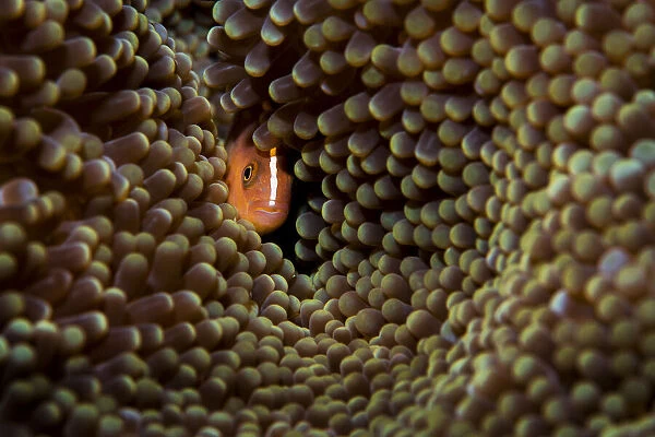 Skunk anemonefish (Amphiprion akallopisos) hiding in a large Carpet anemone (Stichodactyla sp.), Raja Ampat, West Papau, Indonesia, Pacific Ocean