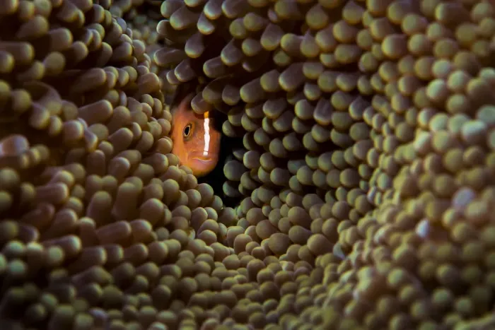 Framed Print : Skunk anemonefish (Amphiprion akallopisos) hiding in a large Carpet anemone (Stichodactyla sp. ), Raja Ampat, West Papau, Indonesia, Pacific Ocean Framed Print : Skunk anemonefish (Amphiprion akallopisos) hiding in a large Carpet anemone (Stichodactyla sp. ), Raja Ampat, West Papau, Indonesia, Pacific Ocean