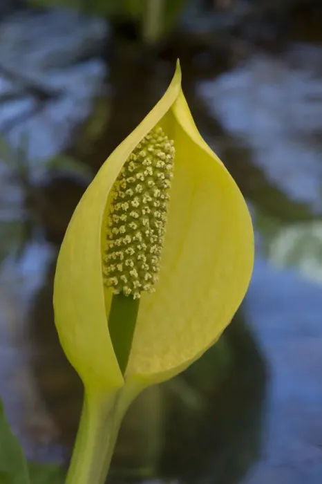 Framed Print : Skunk cabbage (Lysichiton americanus) in visible light. In cultivation, Surrey, England, UK Framed Print : Skunk cabbage (Lysichiton americanus) in visible light. In cultivation, Surrey, England, UK