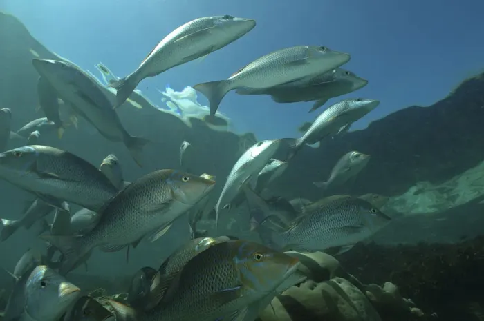 Framed Print : Sky emperors (Lethrinus mahsena) shoaling in Passe Dubois  /  Dubois channel, Aldabra