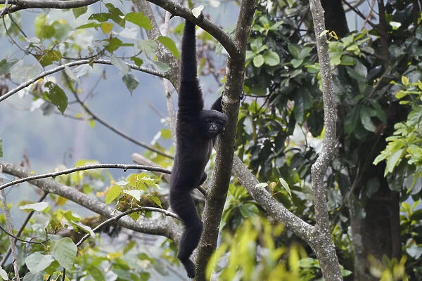 Skywalker gibbon monkey (Hoolock tianxing) hanging from tree, Tongbiguan Nature Reserve