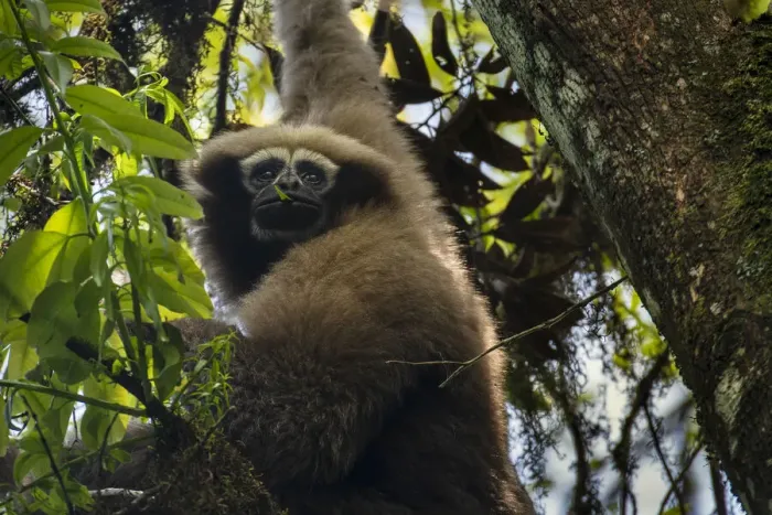 Framed Print : Skywalker hoolock gibbon / Gaoligong hoolock gibbon (Hoolock tianxing) hanging from tree Framed Print : Skywalker hoolock gibbon / Gaoligong hoolock gibbon (Hoolock tianxing) hanging from tree