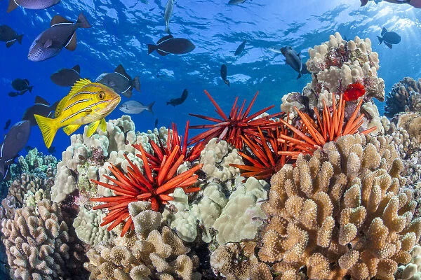 Slate pencil sea urchin (Heterocentrotus mammillatus) on a reef with Black triggerfish (Melichthys niger) and a Bluestripe snapper (Lutjanus kasmira) swimming above, Maui, Hawaii, Pacific Ocean