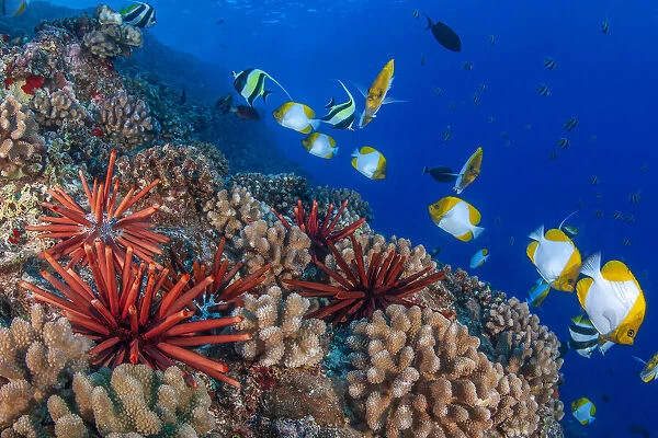 Slate pencil sea urchins (Heterocentrotus mammillatus) on coral reef with Pyramid