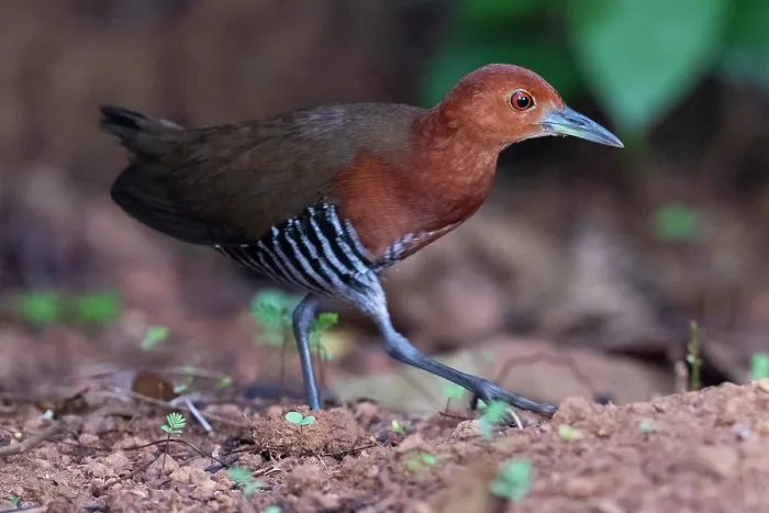 Framed Print : Slaty-legged crake (Rallina eurizonoides) walking on the ground, Thattekad Bird Reserve, Kerala, India