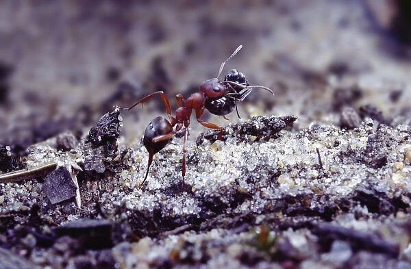Slave-making ant {Formica sanguinea} carrying Negro ant {Formica fusca} slave