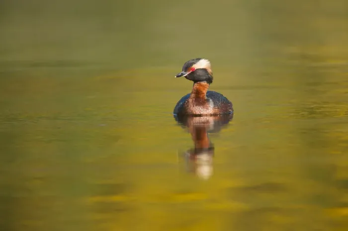 Framed Print : Slavonian grebe (Podiceps auritus) adult on breeding loch, Inverness-shire, Scotland Framed Print : Slavonian grebe (Podiceps auritus) adult on breeding loch, Inverness-shire, Scotland