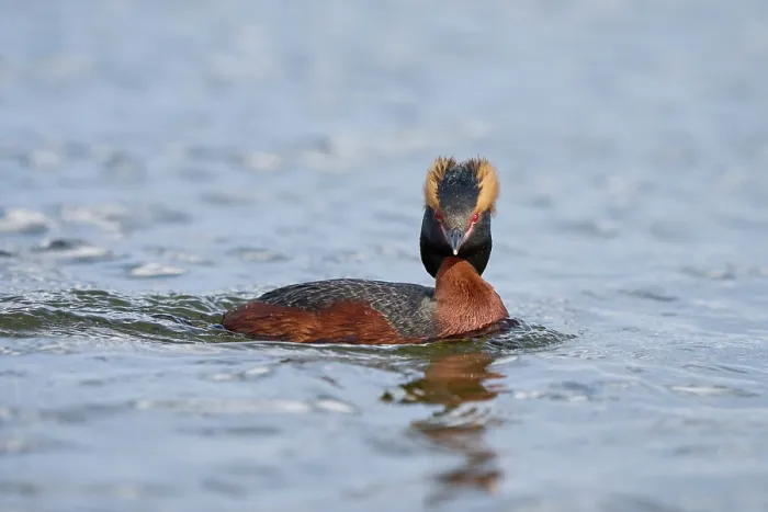 Framed Print : Slavonian grebe (Podiceps auritus) male, on water, Lake Mvvatn, Iceland. June Framed Print : Slavonian grebe (Podiceps auritus) male, on water, Lake Mvvatn, Iceland. June