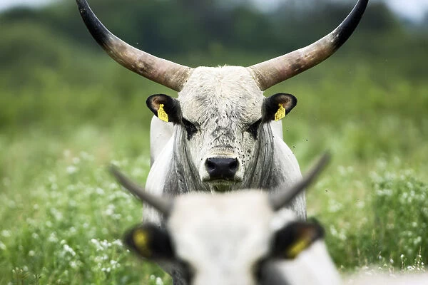 Slavonian Syrmian cattle (rare breed) in meadow between Krapje and Drenov Bok, Lonjsko