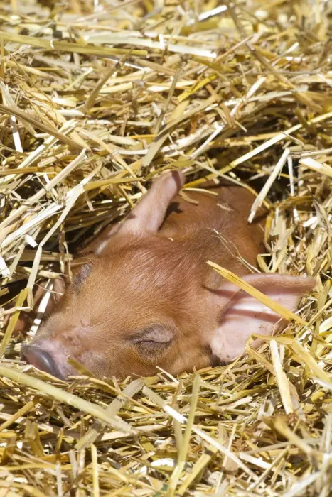 Framed Print : Sleeping mixed-breed piglet in straw, Maple Park, Illinois, USA Framed Print : Sleeping mixed-breed piglet in straw, Maple Park, Illinois, USA