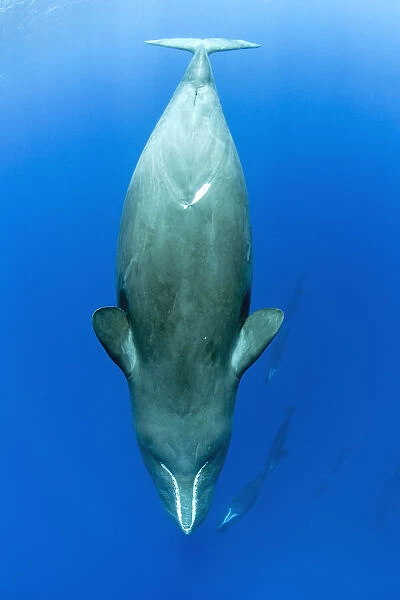 Sleeping sperm whale, (Physeter macrocephalus) Dominica, Caribbean Sea, Atlantic Ocean